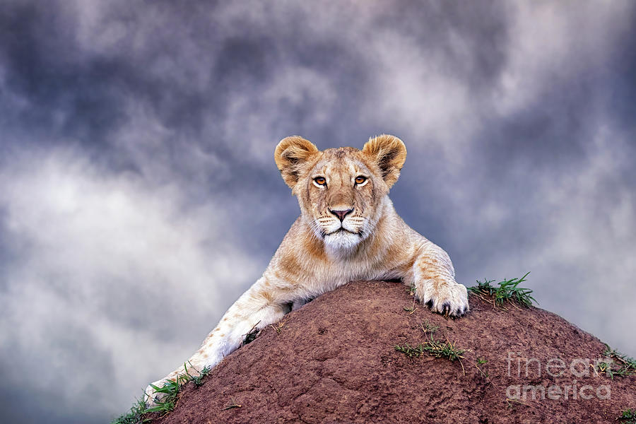 Cute lion cub, panthera leo,  crouches on a soil termite mound a Photograph by Jane Rix