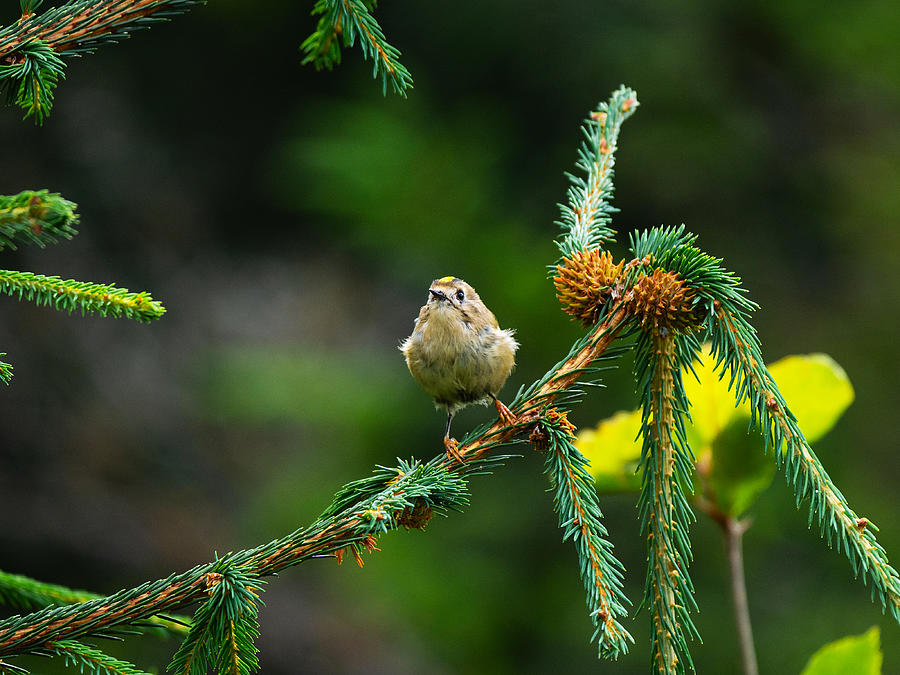 Cute little bird on fir branches in forest Photograph by TorriPhoto