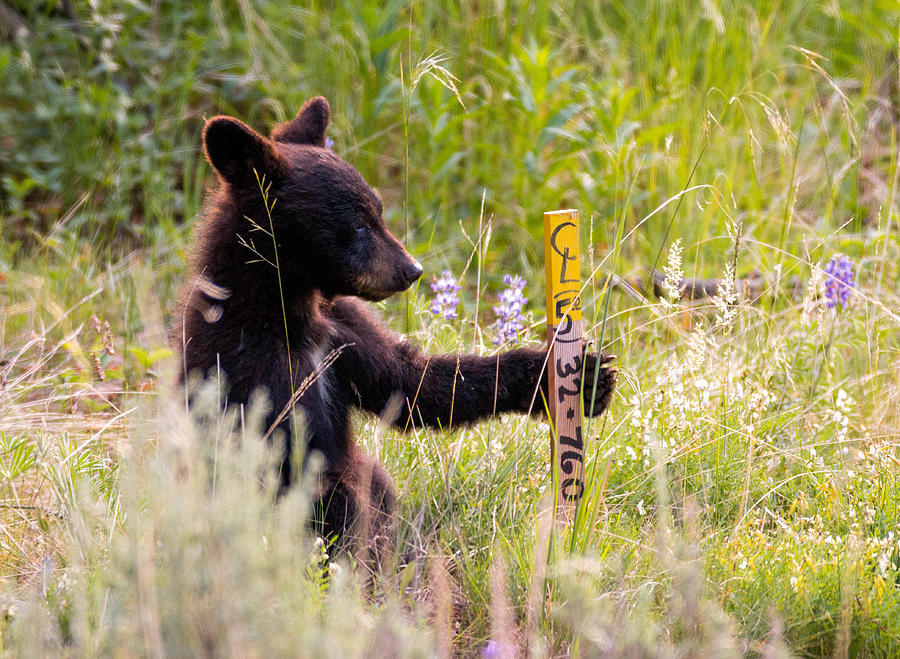 Cute little black bear cub in Yellowstone National Park Photograph by Evenfh