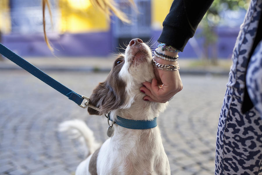 Cute Little Dog Being Petted On The Street Photograph by Kathrin Ziegler