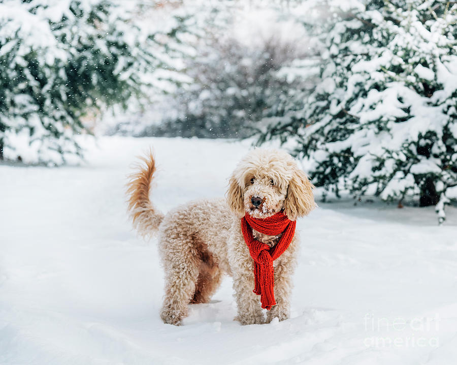 Cute  Little Dog With Red Scarf In The Snow Photograph