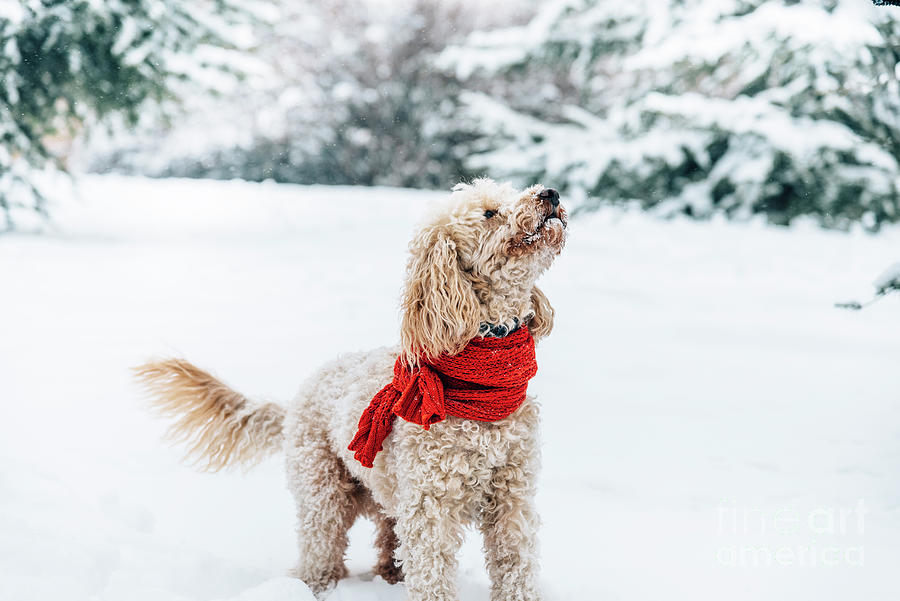 Cute little dog with red scarf playing in snow.  Photograph by Jelena Jovanovic