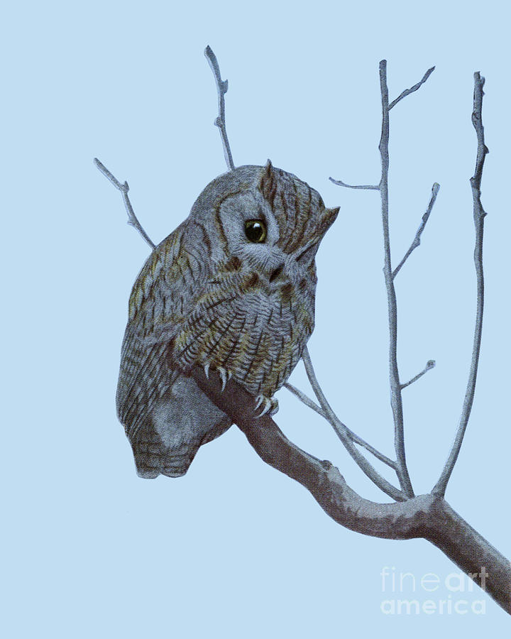 Owl Digital Art - Cute Little Owl by Madame Memento