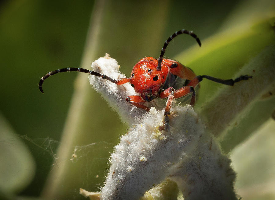 Cute Little  Red Bug Photograph by Jean Noren