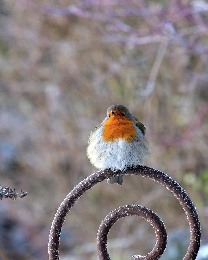 Cute little Robin on a frosty day Photograph by Karen Kaspar
