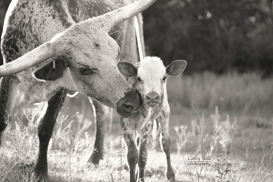 Cute longhorn calf print, Spot in black and white Photograph by Cathy Valle