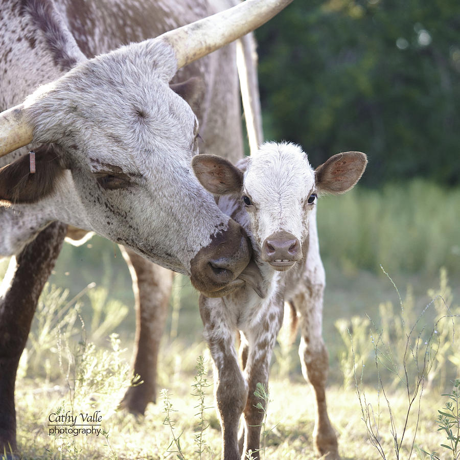 cute longhorn calf, Spot - up close Photograph by Cathy Valle