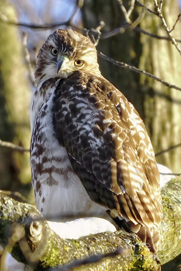 Cute Looking Hawk Photograph by Charline Xia