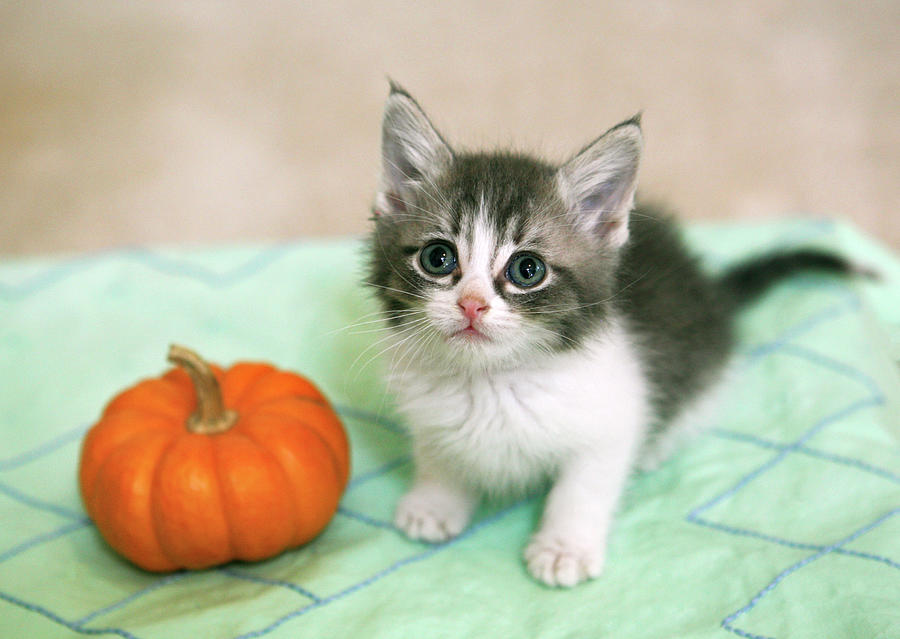 Cute Maine Coon Kitten And Pumpkin Photograph