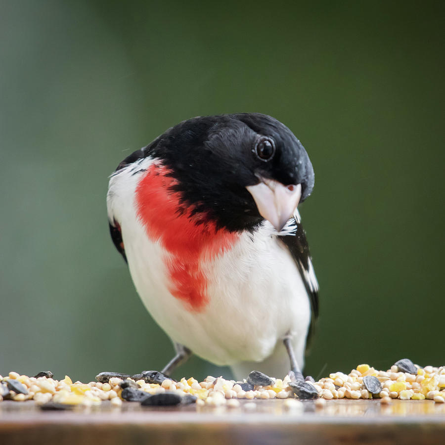 Cute Male Rose Breasted Grosbeak Square Photograph by Terry DeLuco