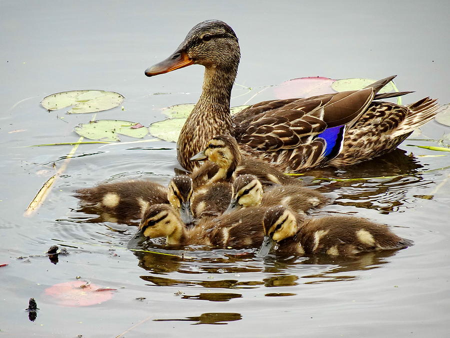 Cute Mallard Duck family Photograph by Lyuba Filatova