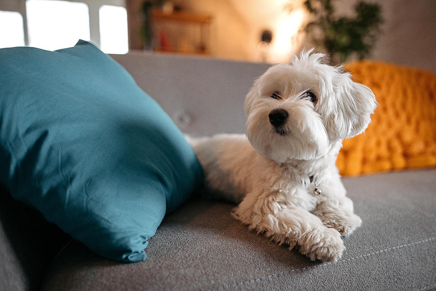 Cute Maltese dog relaxing on sofa at modern living room Photograph by Mixetto