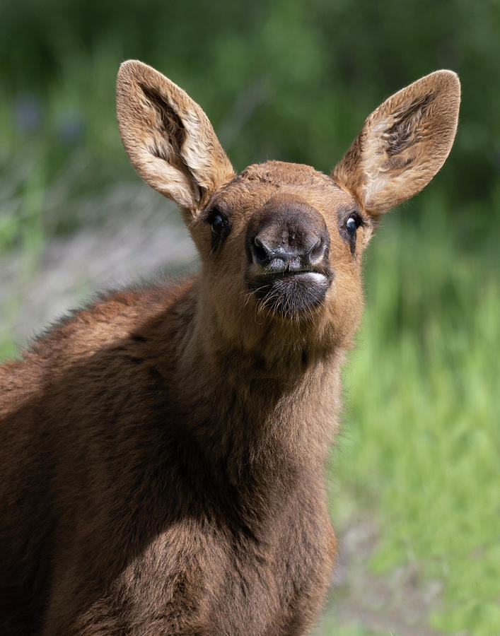 Cute Moose Face Photograph by Mary Hone