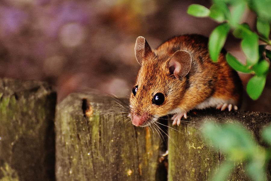 Cute Mouse Photograph by Natureco Picture - Pixels