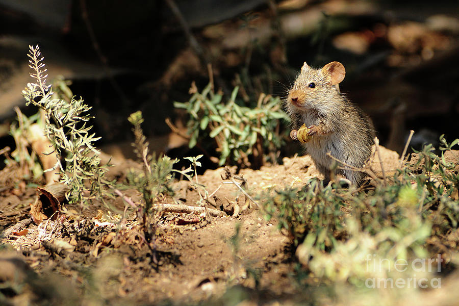 Cute Mouse with Seeds in Serengeti National Park Tanzania Photograph by Tom Schwabel