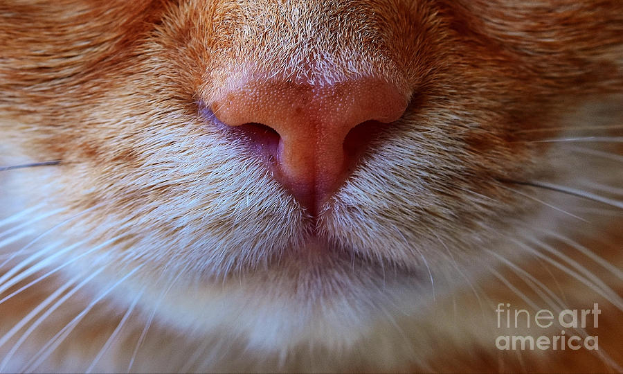 Cute Orange Tabby Cat Face Digital Art by Laura Ostrowski