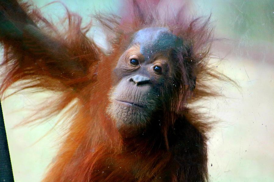 Cute Orangutan Baby Photograph by LaDonna McCray