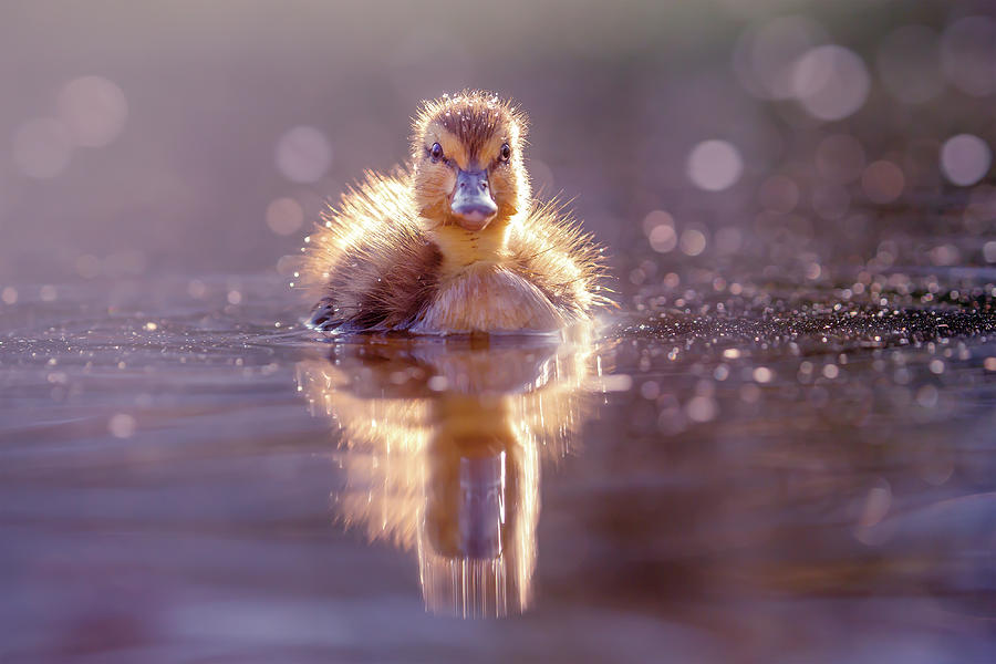 Duck Photograph - Cute Overload Series - Innocence in Feather Suit by Roeselien Raimond