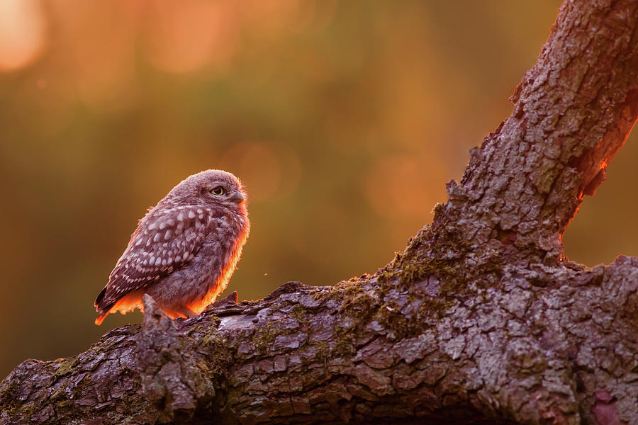 Owl Photograph - Cute Overload Series - Little Sunset Owlet by Roeselien Raimond