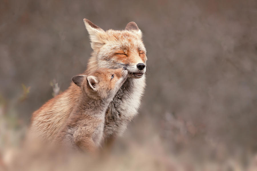 Fox Photograph - Cute Overload Series - Mother and baby fox by Roeselien Raimond