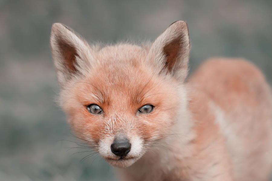 Cute Overload Series Need For Sweet Fox Baby Face Photograph by