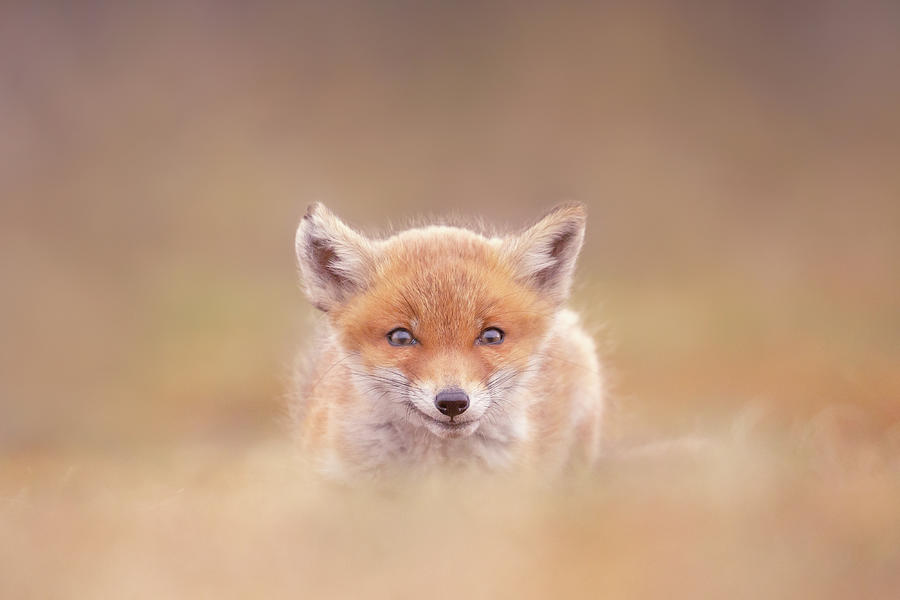 Animal Photograph - Cute Overload Series - Smile, Youre on Camera by Roeselien Raimond