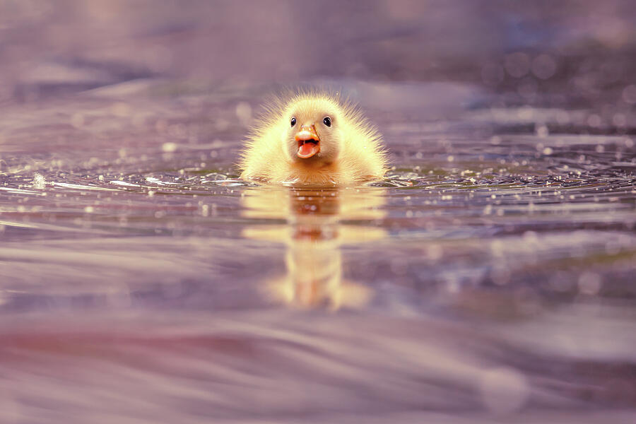 Duck Photograph - Cute Overload - Yellow Duckling by Roeselien Raimond