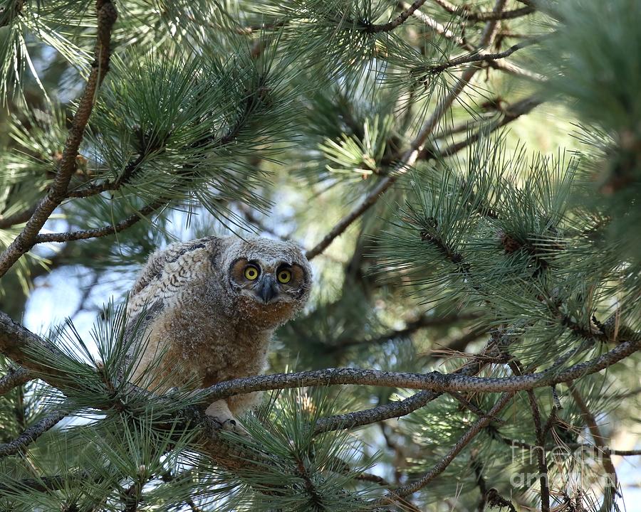 Cute Owlet Photograph by Heather King