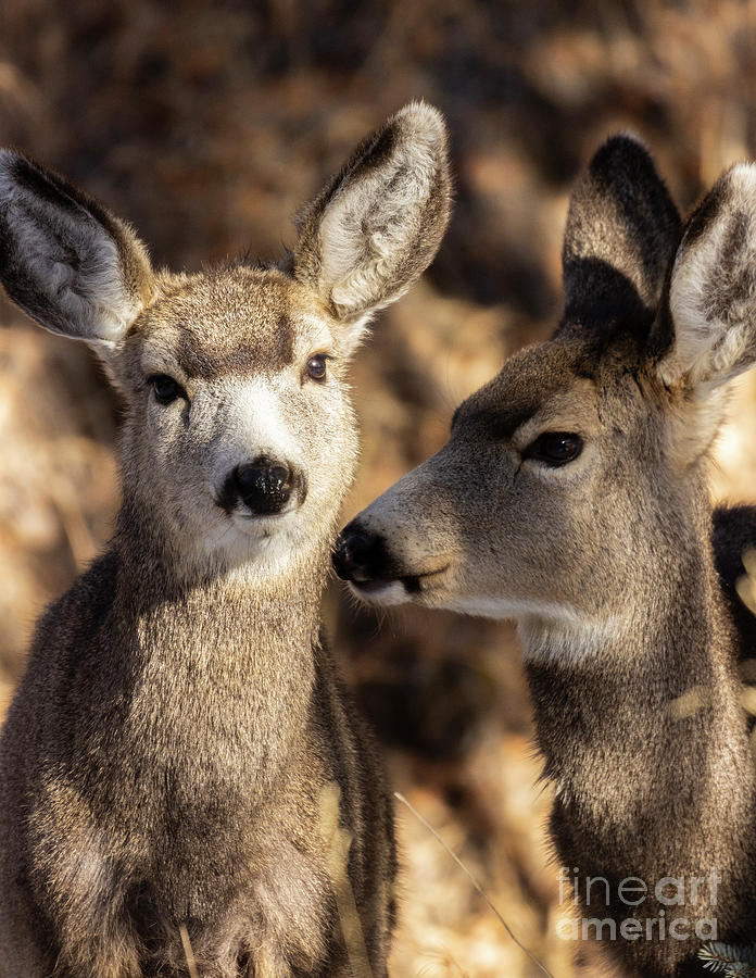 Cute Pair of Mule Deer Photograph by Steven Krull