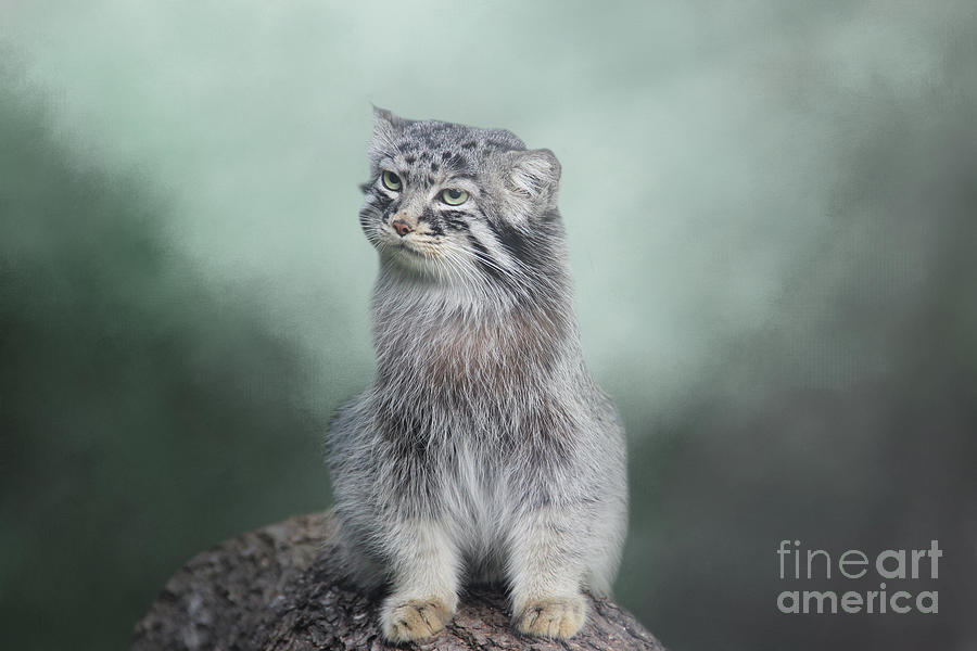 Photos of Adorable Manul, The Pallas's Cat in Mongolia