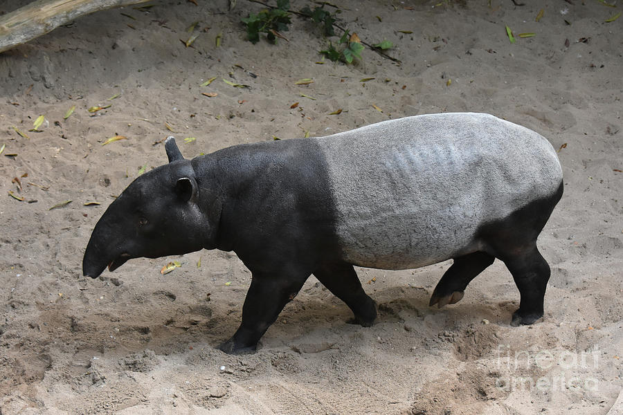 Cute photo of a wild tapir walking  Photograph by DejaVu Designs