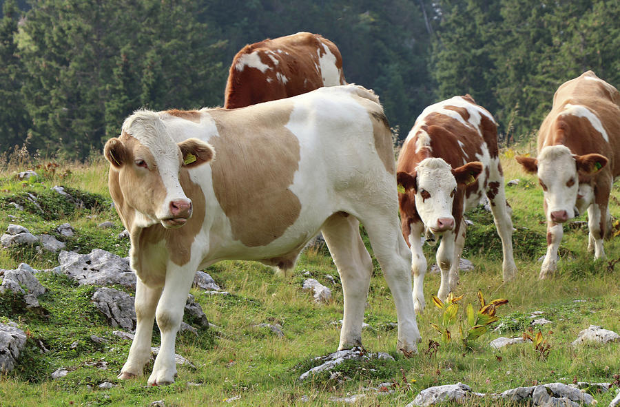 Cute Pinzgauer cattle cow grazes on alpine meadows near Salzburg ...