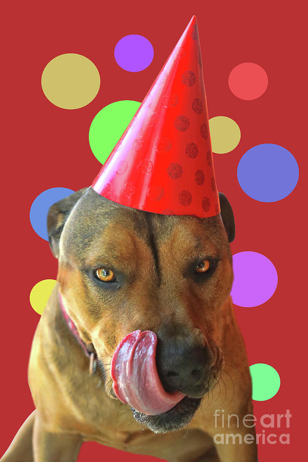 Cute Pitbull Type Dog with Birthday Party Hat  Photograph by Stephanie Laird