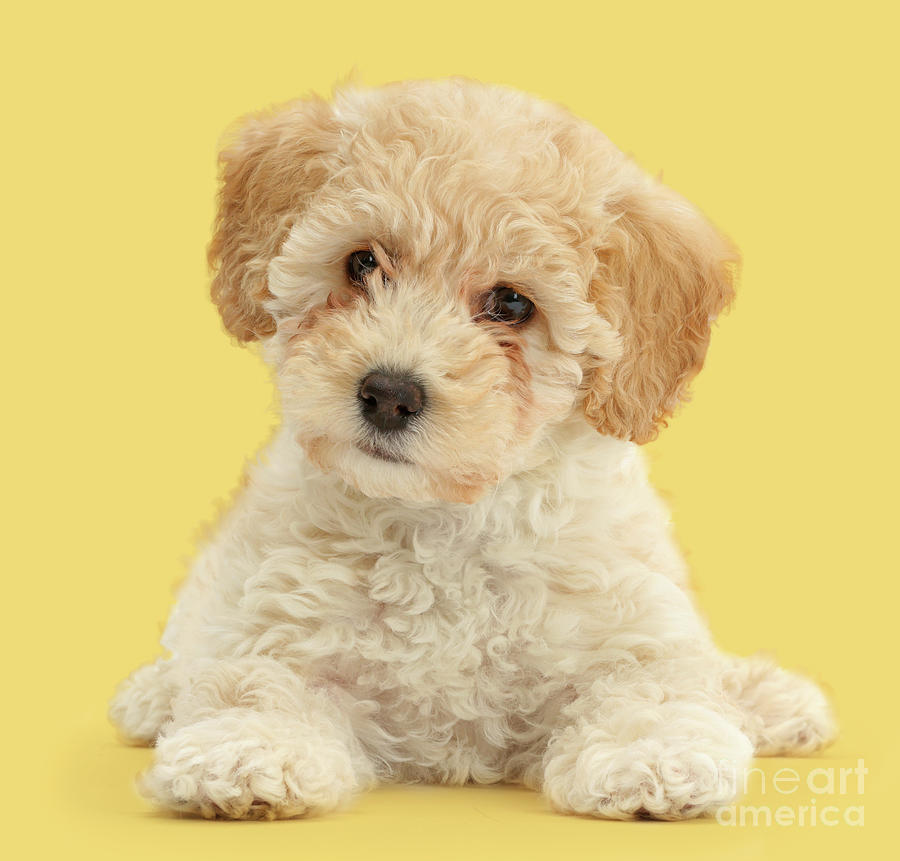 Cute Poochon puppy Photograph by Warren Photographic
