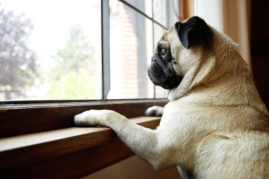 Cute Pug Dog Looks out Window with Paws on Windowsill Photograph by SuperflyImages