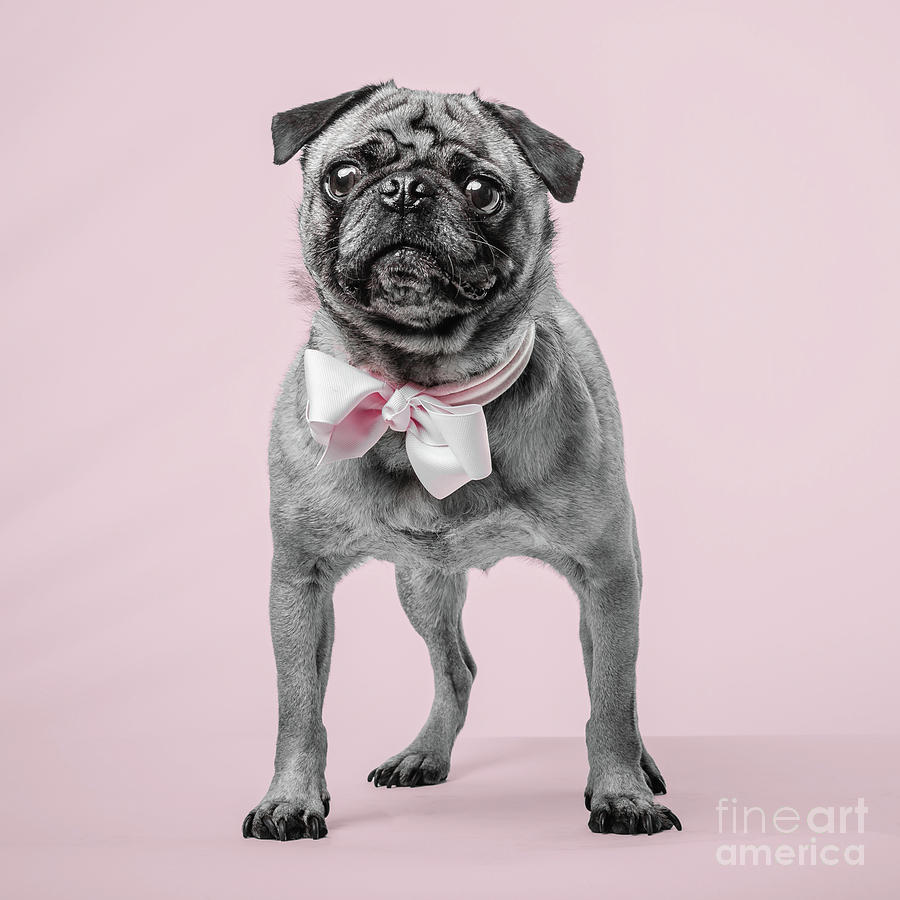 Cute Pug Dog Pink Ribbon Photograph by Edward Fielding