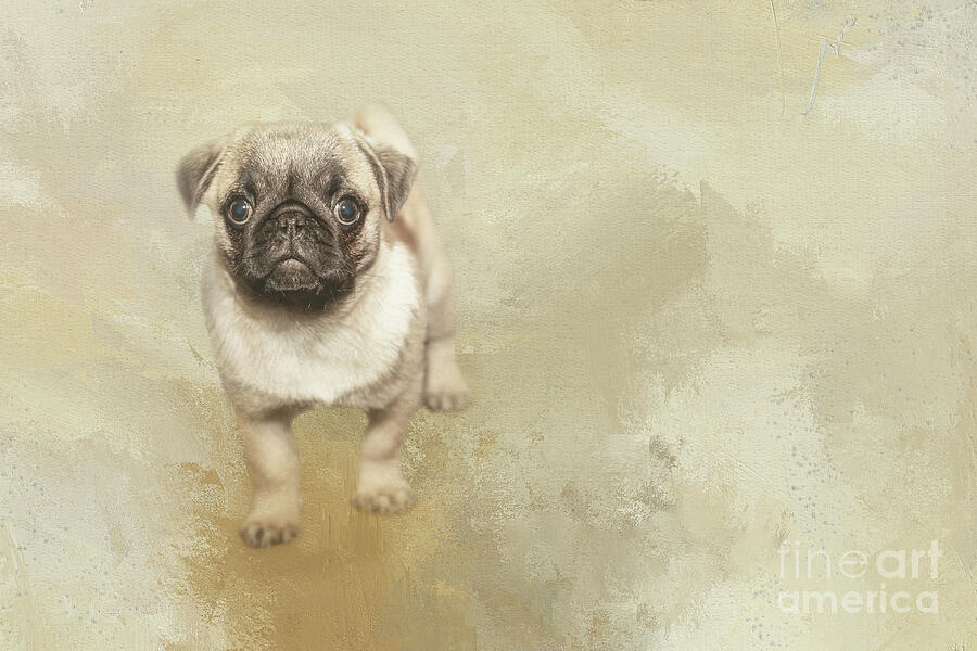 Dog Mixed Media - Cute Pug Puppy One by Elisabeth Lucas