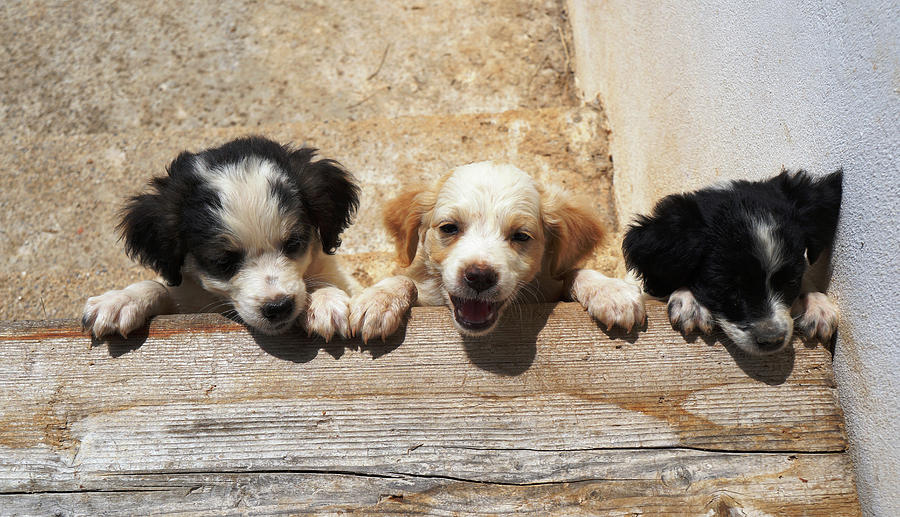 Cute Puppies Photograph
