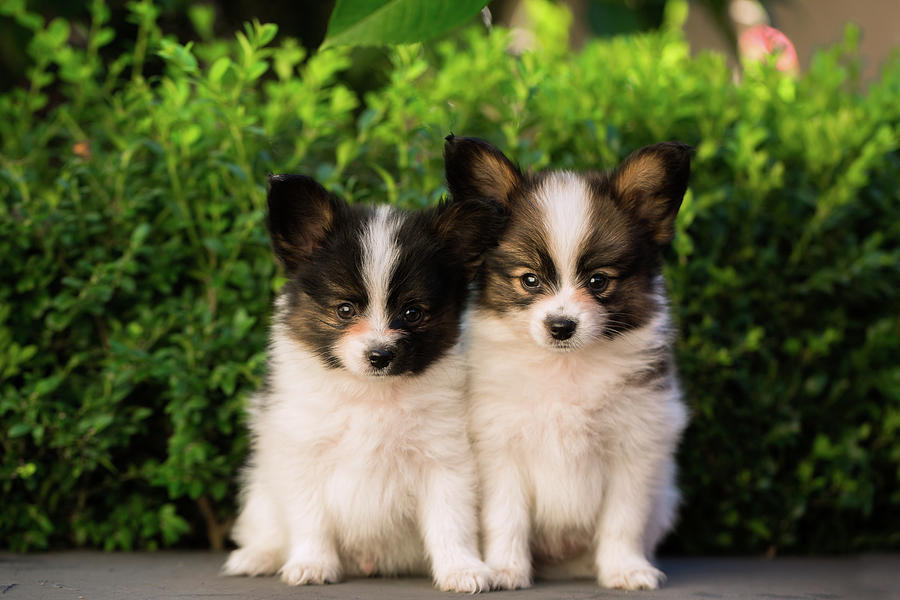 Cute puppies by Iuliia Malivanchuk Photograph by Iuliia Malivanchuk