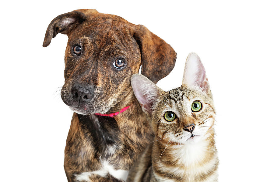 Cat Photograph - Cute Puppy and Kitten Closeup Looking at Camera by Good Focused