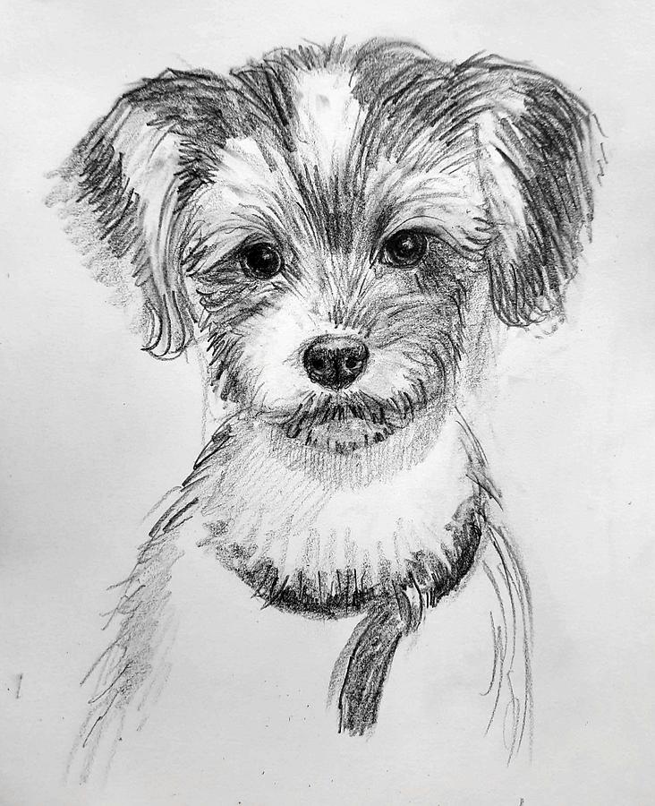 Cute puppy Drawing by Asha Sudhaker Shenoy