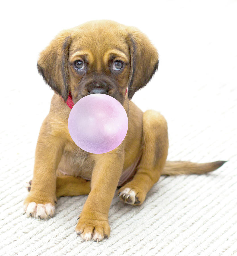 Cute Puppy Blowing Bubbles with Bubble Gum Painting by Mick Flodin