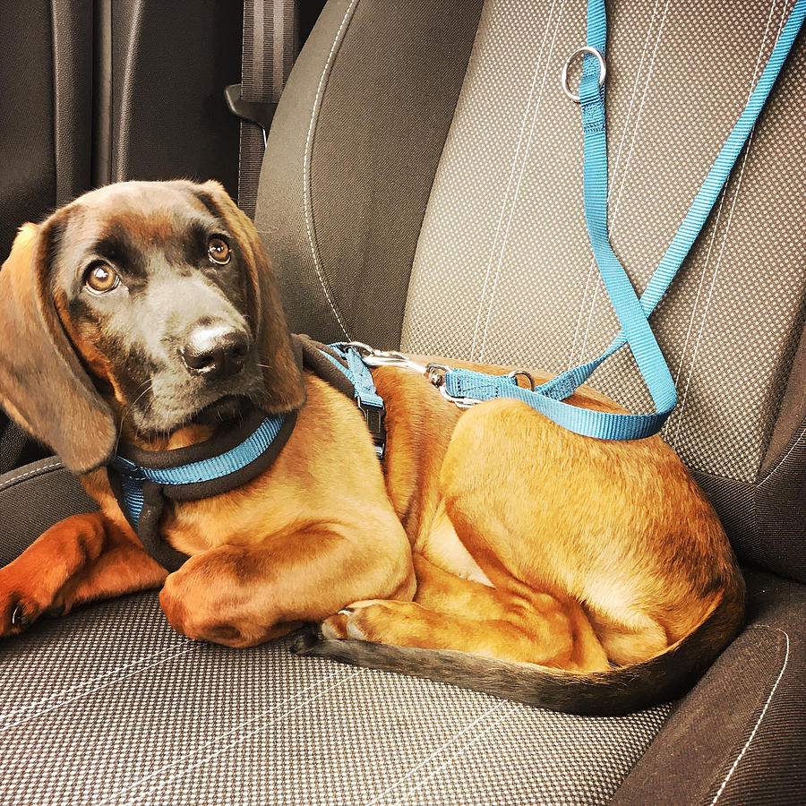 Cute puppy riding shotgun in car Photograph by Christina Reichl Photography