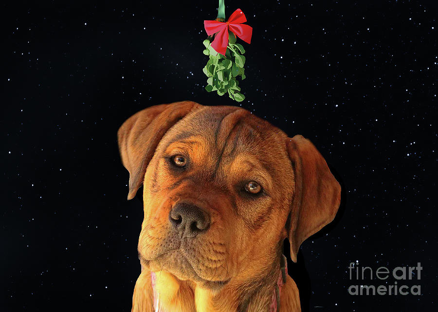 Cute Puppy Under Mistletoe Holiday Photograph by Stephanie Laird