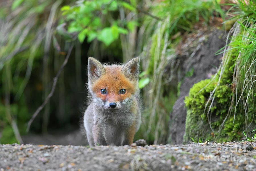 Cute Red Fox Cub Photograph by Arterra Picture Library