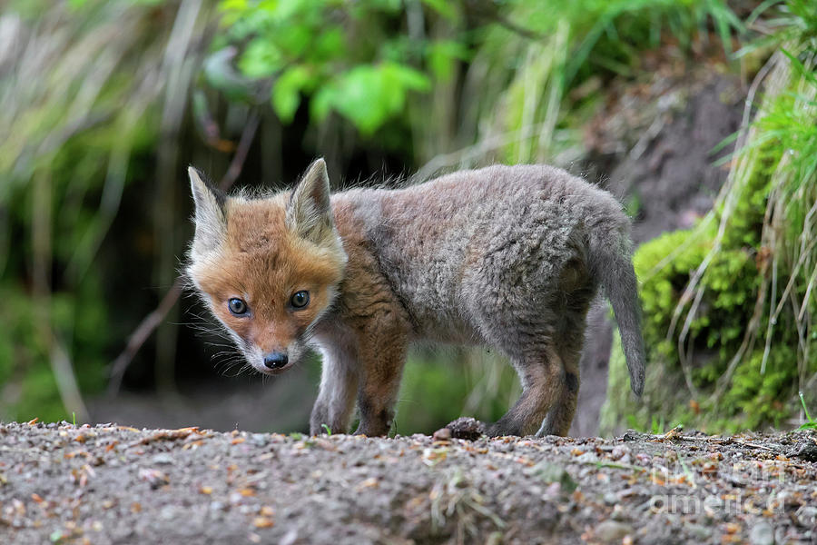 Cute Red Fox Kit Photograph by Arterra Picture Library