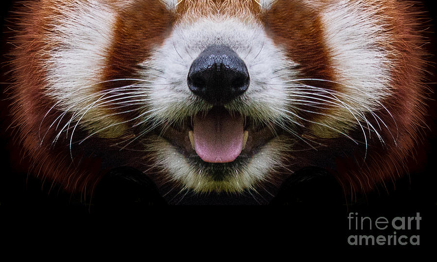 Cute Red Panda Face Digital Art by Laura Ostrowski
