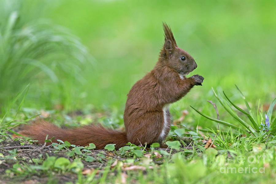Cute Red Squirrel Photograph by Arterra Picture Library