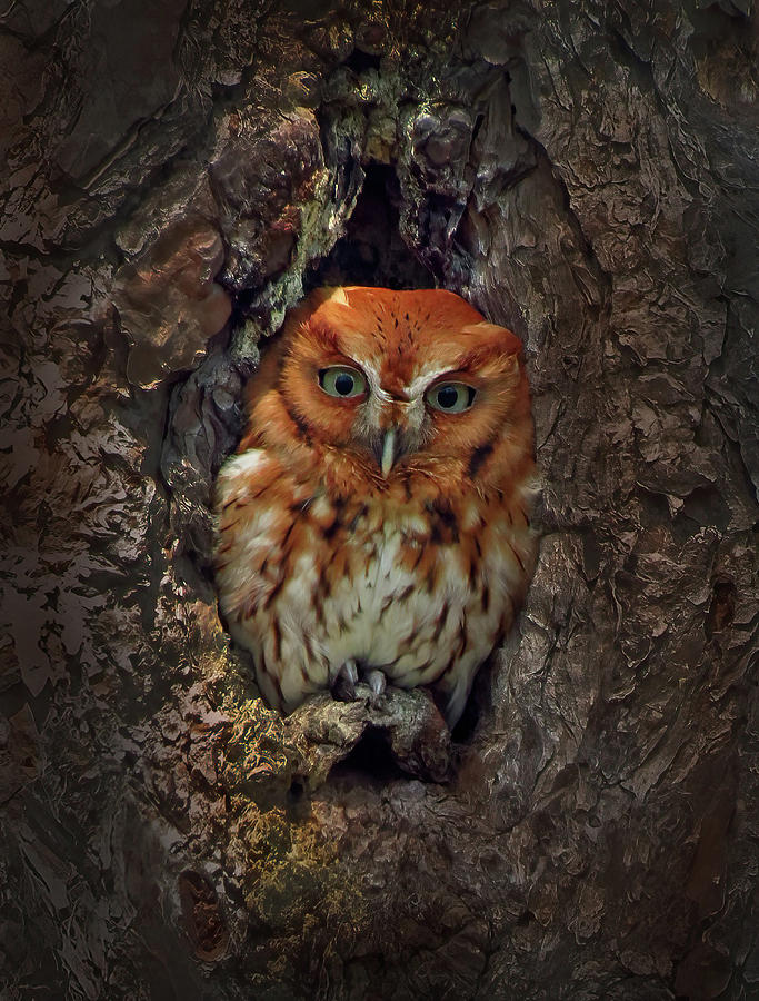Cute Screech Owl Photograph by Cindy McIntyre