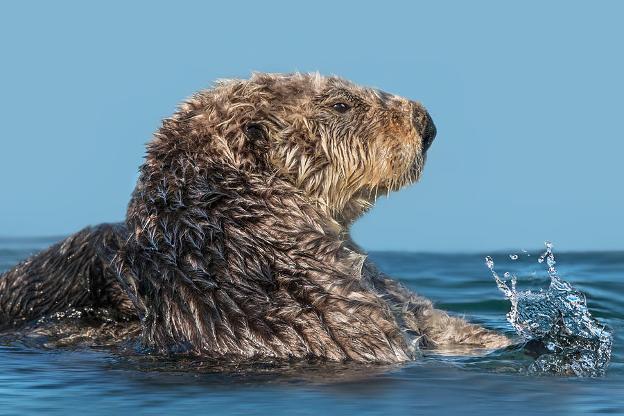 Cute Sea Otter making a splash Photograph by Adria  Photography
